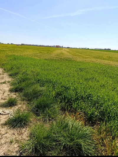 GAZİMAĞUSA/MUTLUYAKA'DA SATILIK ARAZİ-5